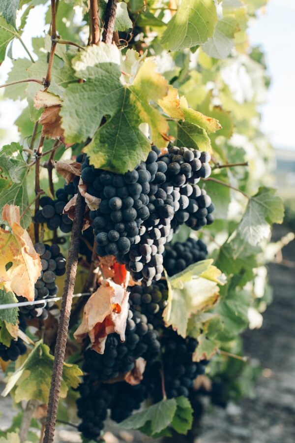 Weinseminar „Deutschland, das Burgunderparadies“
