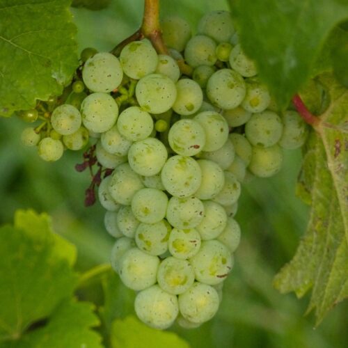 Wein Basic – Weinseminar