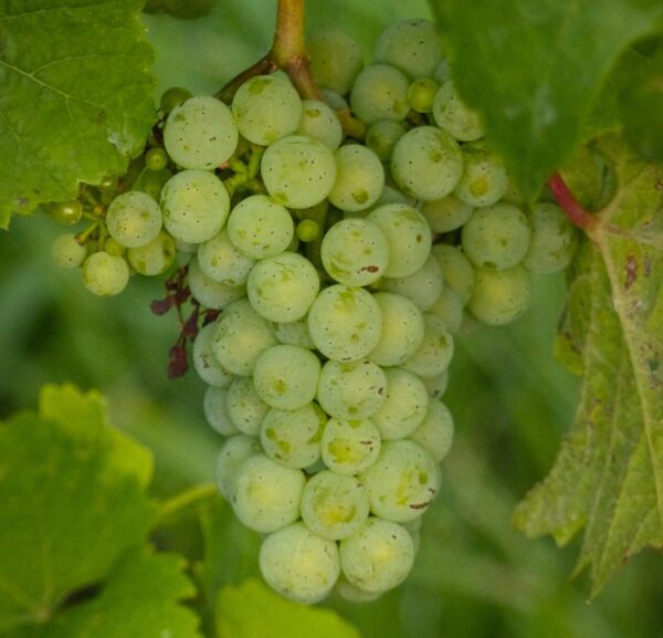 Wein Basic – Weinseminar