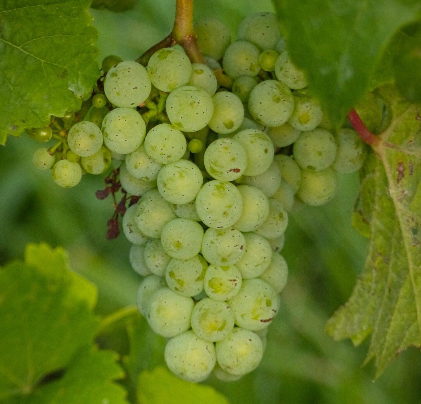 Wein Basic – Weinseminar