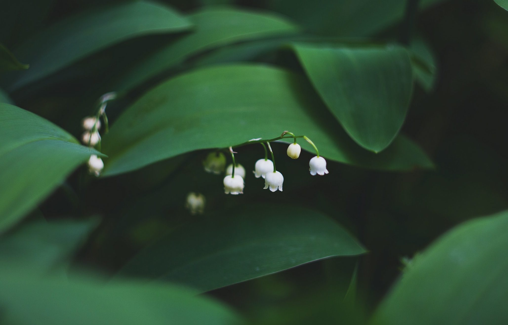 Der Frühling naht