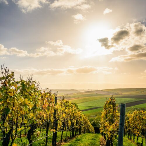 Weinwissen für Fortgeschrittene